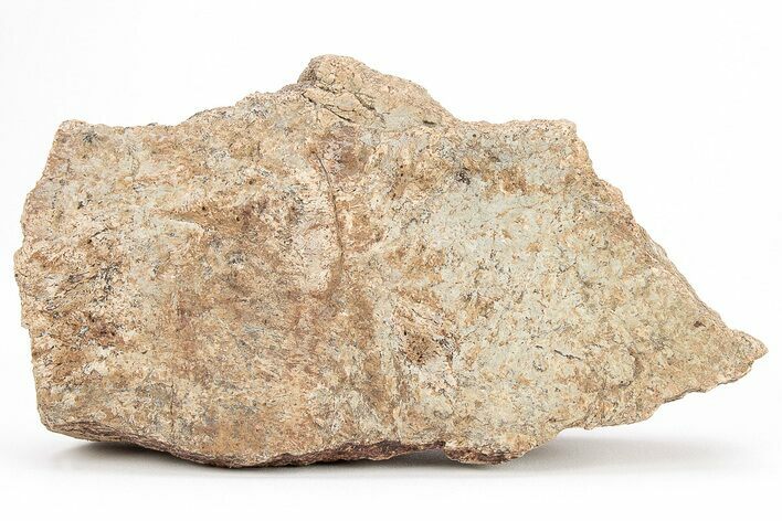 Dinosaur (Triceratops) Frill Shield Section - Montana #211100